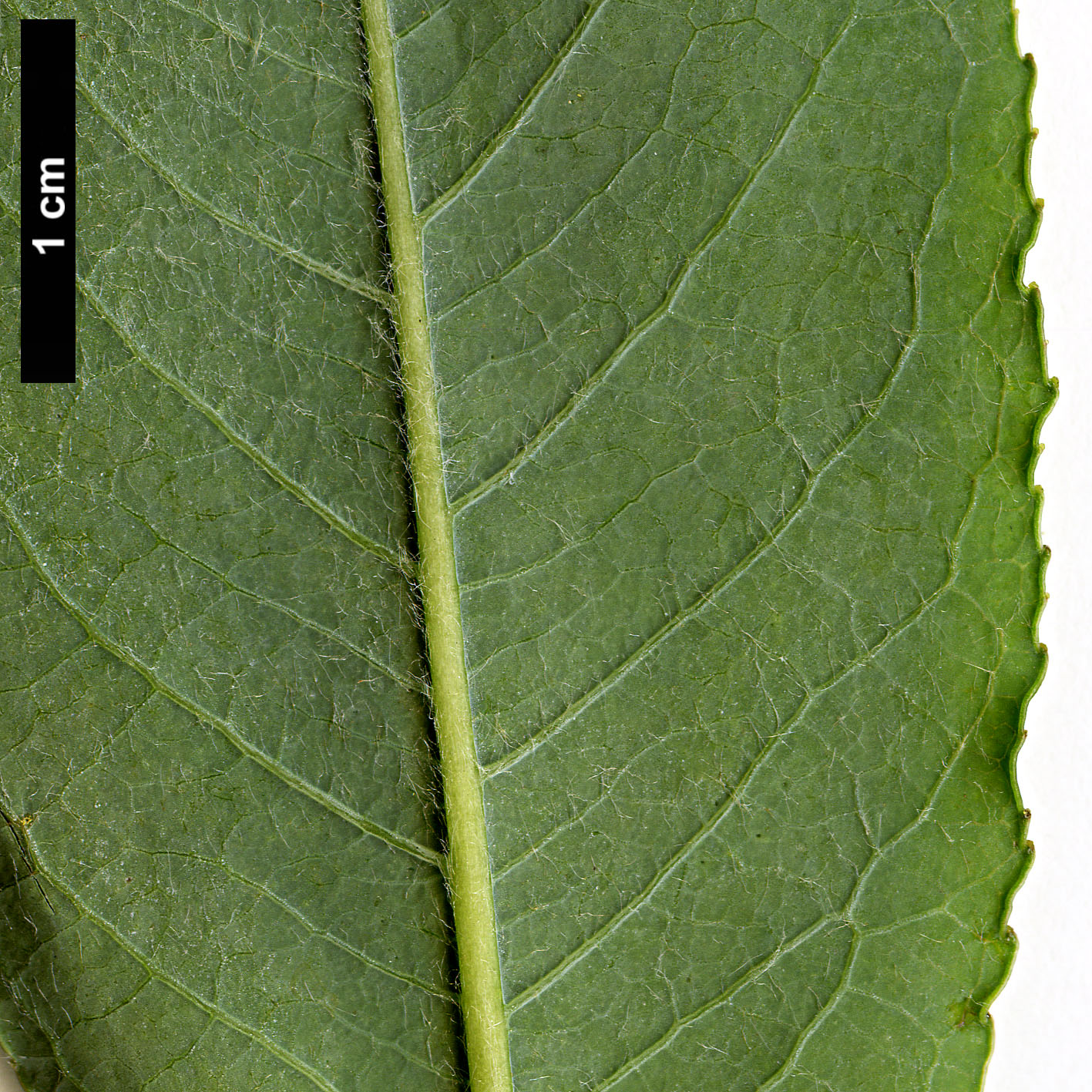 High resolution image: Family: Salicaceae - Genus: Salix - Taxon: chaenomeloides hybrid